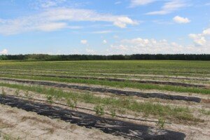 nawożenie azotowe borówek - młoda plantacja