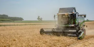 Prognozy na rynku zbóż. Czeka nas kryzys zbożowy? Sprawdź!