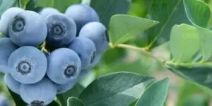 Odmiany klubowe borówki będą uprawiane w&nbsp;Gruzji