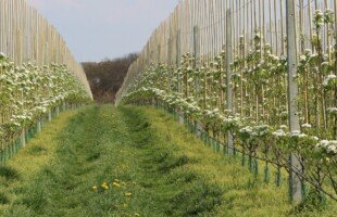 pieniądze na nawadnianie upraw - grusza sad - kwitnienie - system nawadniania podkoronowy