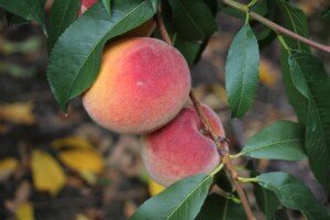produkcja brzoskwiń - brzoskwinia - owoce na drzewie