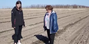 Przędziorki na malinie letniej i&nbsp;jesiennej — zwalczanie wg ekspertów (wideo)