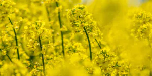 Po ile tona rzepaku – jaka cena w&nbsp;umowach terminowych? Sprawdź!