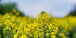 Po ile rzepak w&nbsp;umowach terminowych w&nbsp;połowie maja 2022? Sprawdź!