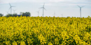 Rzepak – cena za tonę w&nbsp;umowach terminowych. Sprawdź!