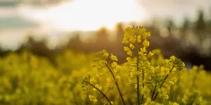 Ceny rzepaku 2022 w&nbsp;umowach terminowych. Sprawdź!