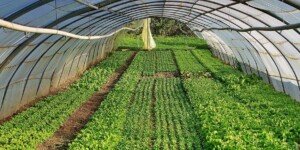 Wsparcie dla producentów warzyw szklarniowych – będzie pomoc?