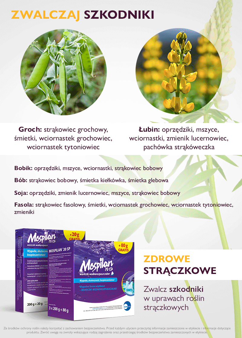 szkodniki w uprawach strączkowych