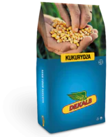 Innowacyjne rozwiązania - kukurydza