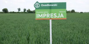 Jaką odmianę pszenicy wybrać w 2025 roku?