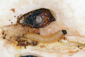 biologiczna ochrona roślin - Cydia pomonella - owocówka jabłkóweczka