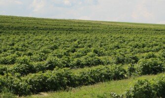biowęgiel - malina - plantacja polowa