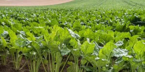 Zwalczanie chwościka w&nbsp;buraku cukrowym