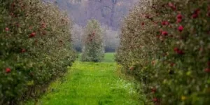 Chelaty w&nbsp;nawozach. Jaką spełniają rolę?