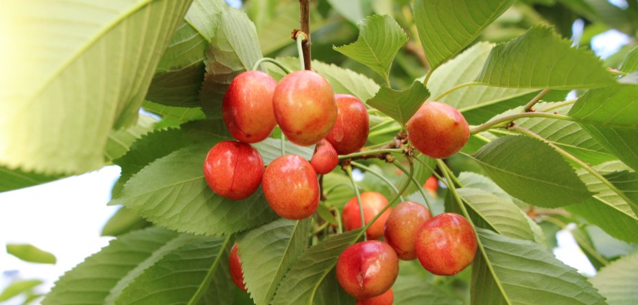 Ponadprzeciętne zbiory czereśni