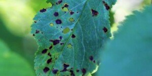 Dziurkowatość liści drzew pestkowych — popularna choroba