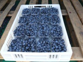Koszt produkcji kilograma borówki