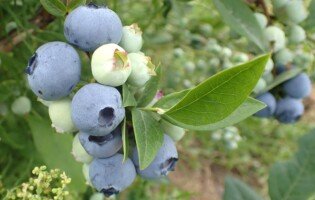 koszt produkcji kilograma borówki - owoce