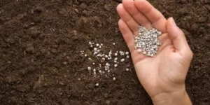 Magnez w&nbsp;żywieniu roślin. Jakie ma znaczenie?