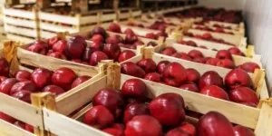 Niekonwencjonalne materiały opakowaniowe do owoców