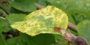 Mozaika jabłoni — czy z&nbsp;nią walczyć w&nbsp;sadach?