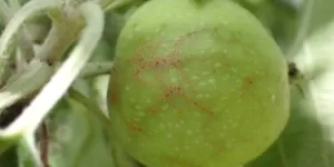 Ordzawienie owoców. Objawy, charakterystyka i&nbsp;zwalczanie