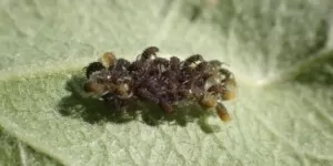 Owady drapieżne skutecznymi wrogami szkodników 