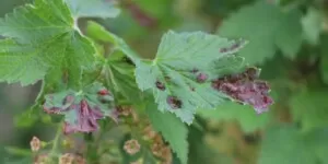 Biologiczny preparat na mszyce — wrzecionek mszycojad