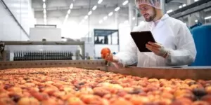 Produkcja owoców. Bezpieczeństwo i&nbsp;jakość pozbiorcza