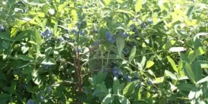 Samozbiory jagody kamczackiej — rozpoczęte