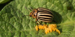 Koszt zwalczania stonki ziemniaczanej — skutecznie znaczy ekonomicznie