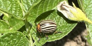 Właściwe zwalczanie stonki ziemniaczanej