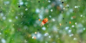 Przędziorek chmielowiec – powszechnie występujący, lecz nieznany problem w&nbsp;buraku cukrowym