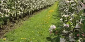 Żelazo i&nbsp;jego znaczenie dla roślin. Dlaczego jest tak ważne?