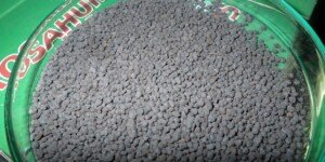 Zwiększyć plon owoców. Jak to zrobić?