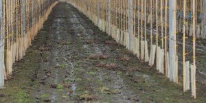 Żyzna gleba, czyli żywa gleba