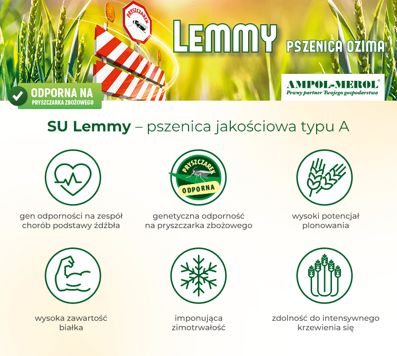 odmiana pszenicy SU Lemmy