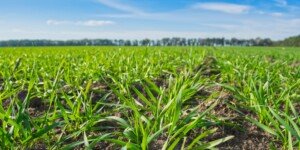 Stres roślin – Protaminal przywraca siłę i dodaje energii