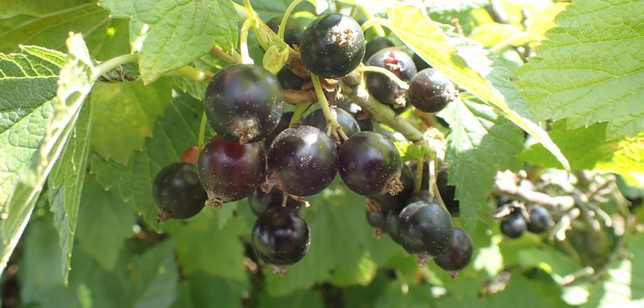 Cena porzeczki czarnej 21.07.2022
