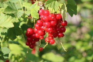 Cena porzeczki czerwonej - porzeczka czerwona - owoce na krzewie