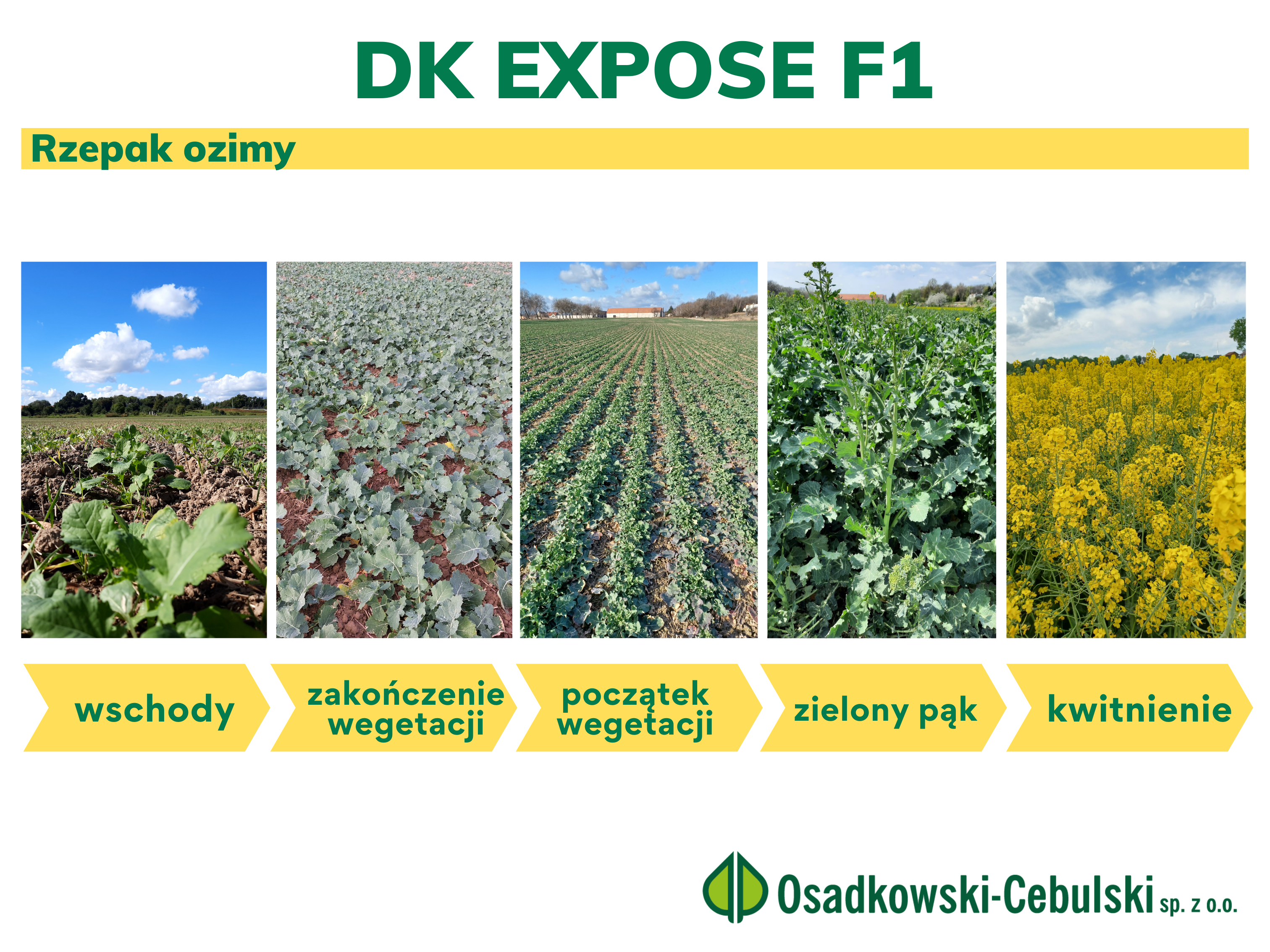 rzepak ozimy DK Expose F1