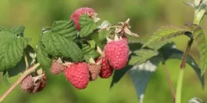 cena maliny - malina letnia - owoce