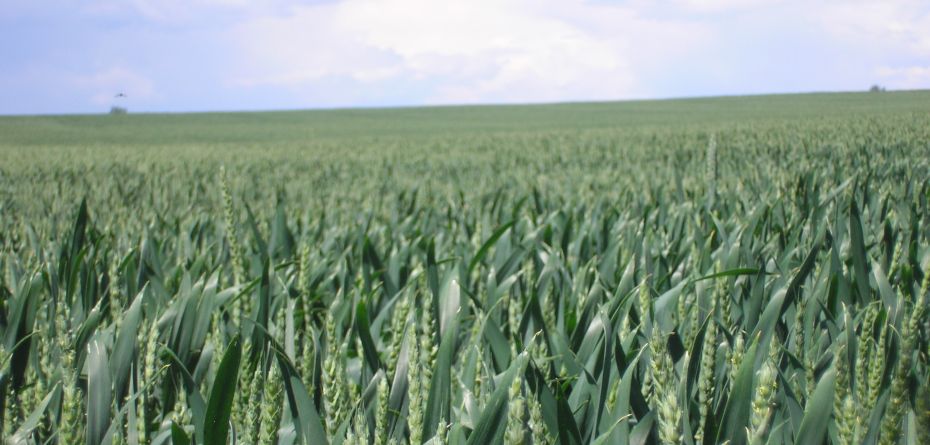 Ceny pszenicy – prognozy 2022 r. Dowiedz się więcej!