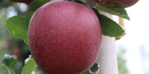 Choroby jabłek groźne ale mało znane. Bliznowatość skórki jabłek