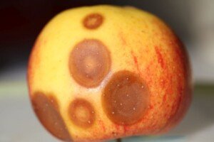 choroby-przechowalnicze-2