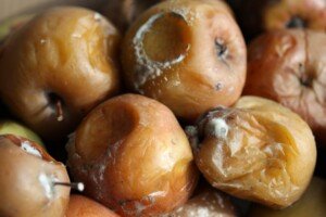 choroby przechowalnicze - szara pleśń jabłek - Szara pleśń na jabłkach w&nbsp;przechowalni