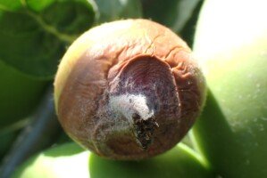 choroby przechowalnicze - szara pleśń jabłek - chory owoc na drzewie