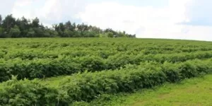 Koszty założenia plantacji malin w&nbsp;polu. Wahania na rynku
