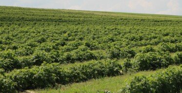 koszty założenia plantacji malin - plantacja polowa maliny jesiennej