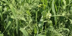 Nawozy zielone. Alternatywa dla nawozów organicznych i&nbsp;naturalnych